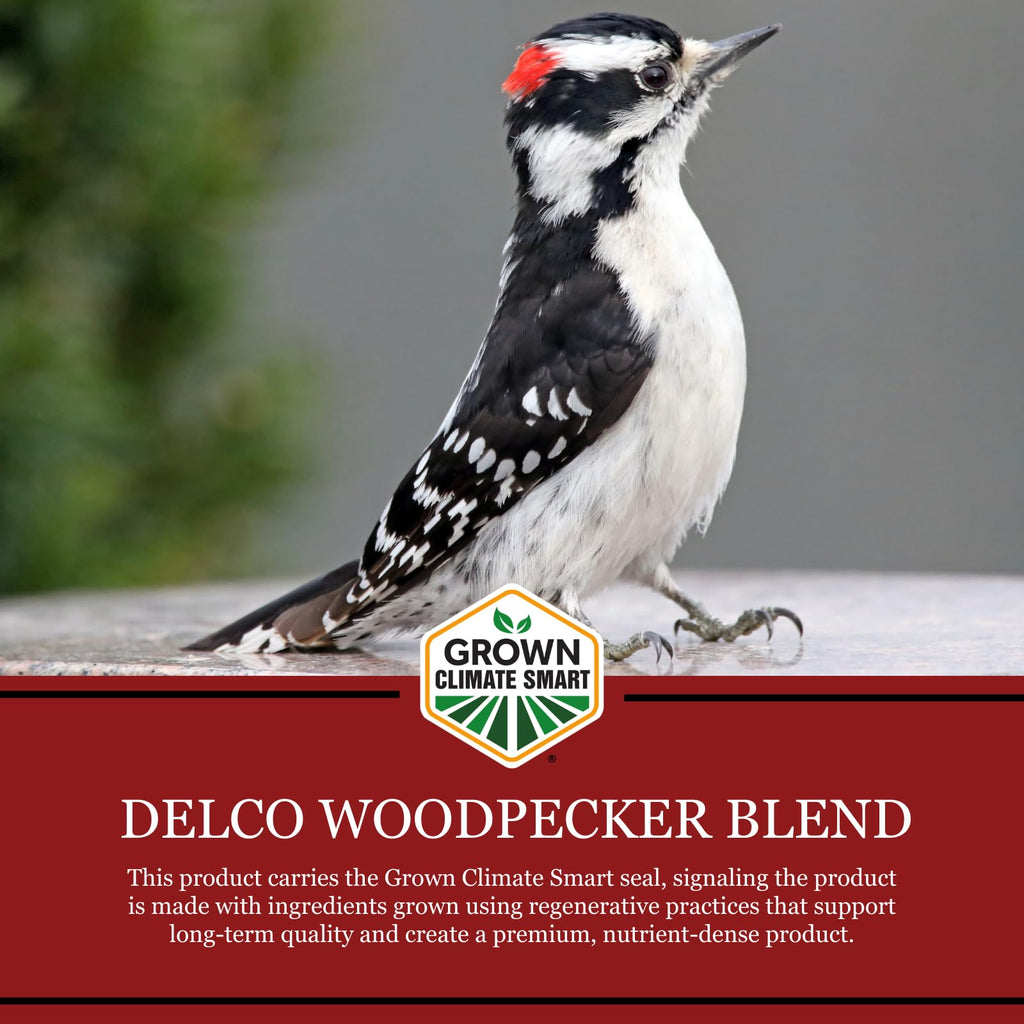 Wild Bird Seed 20 lb Bag Fruit & Nut with Sunflowers Q808929