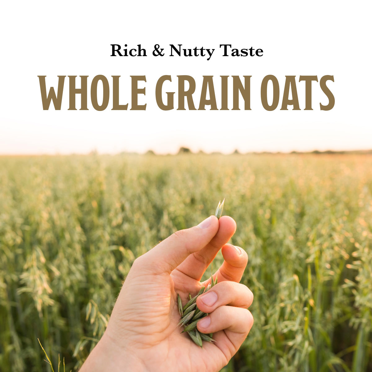 Instant Irish Oatmeal, Maple & Brown Sugar, 10 Packets P3835