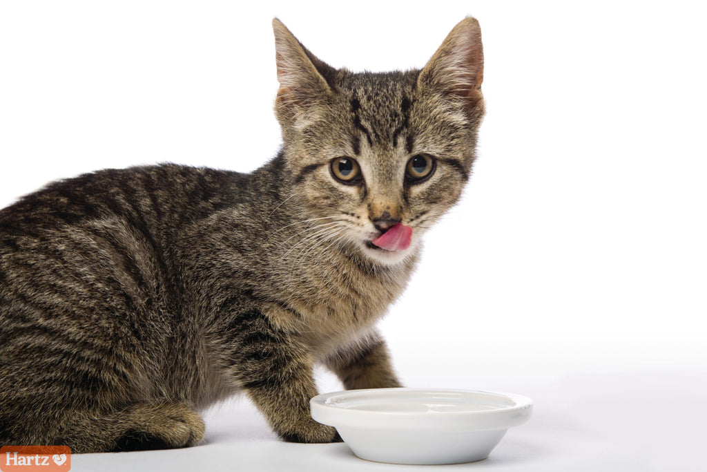 Salmon Flavored Hairball Remedy Paste for Cats and Kittens, 2.5 Ounce (Pack of 2) L15056