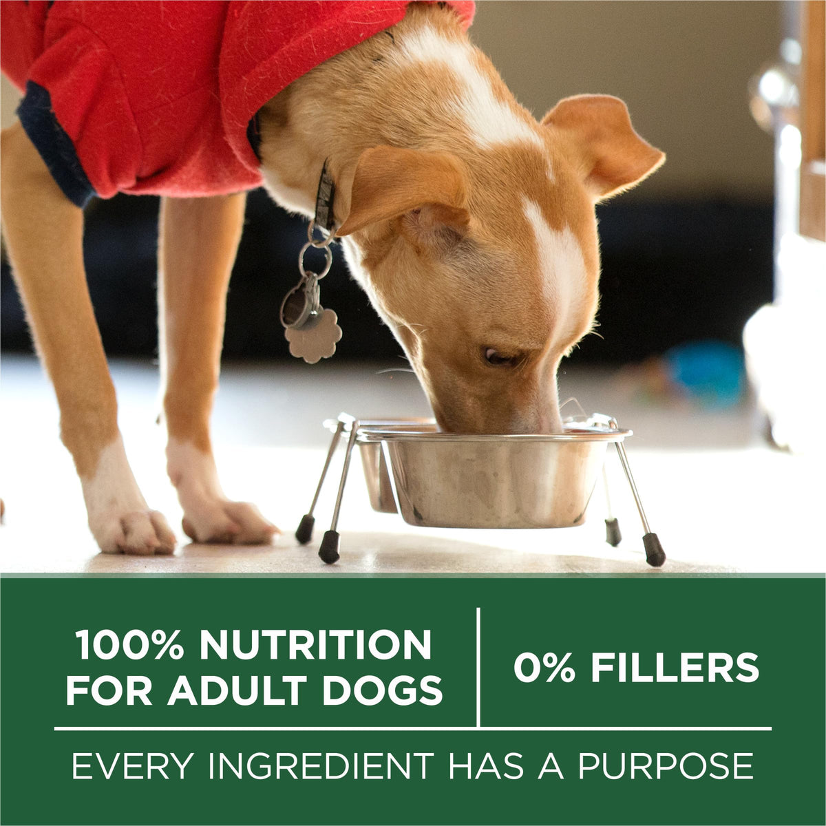 High Protein Dry Dog Food, Lamb, 7.4 lb Bag C16950