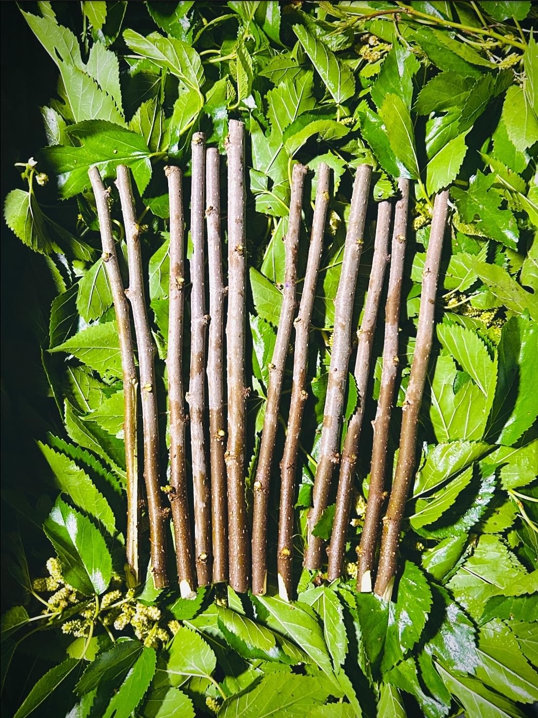 White Mulberry Cuttings 8-10 inches (12) R9437