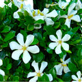 Live Flowering Plant with White Blooms Set of 2 Plants U763